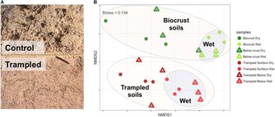 Chronic Physical Disturbance Substantially Alters the Response of Biological Soil Crusts to a Wetting Pulse, as Characterized by Metatranscriptomic Sequencing